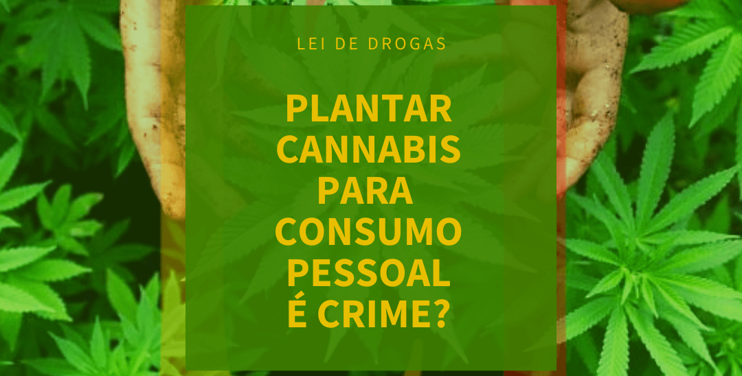 Plantar cannabis para consumo pessoal é crime?